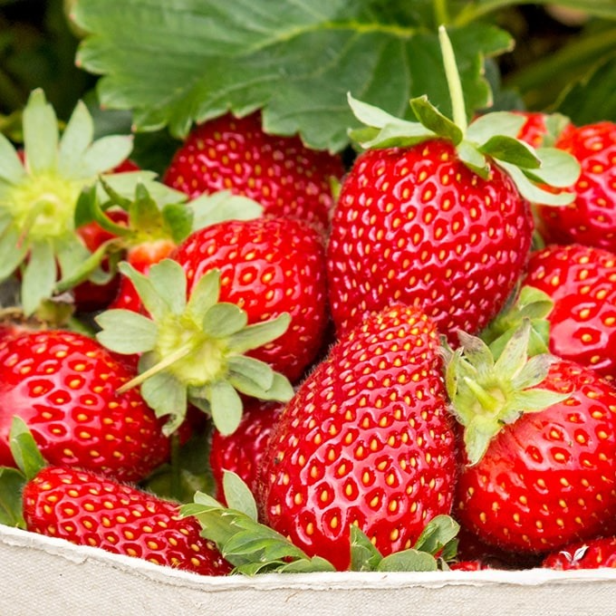 Полуниця Лімлуїса, фото 1