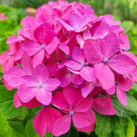 Саджанці Гортензії крупнолистна (3-річна) Хорнлі (Hydrangea macrophylla Hornli) С3