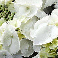 Гортензія крупнолистна Саксон Брайт Вайт (3-х річна) С2