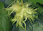 Ліщина турецька, ведмежа (Corylus colurna), фото 3