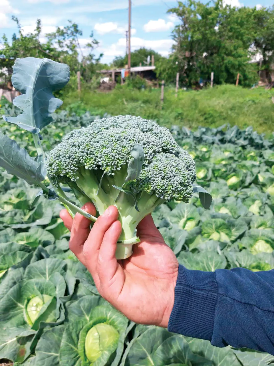 Libra Seeds капуста броколі Пребона F1 (ранній) 1000 насінин