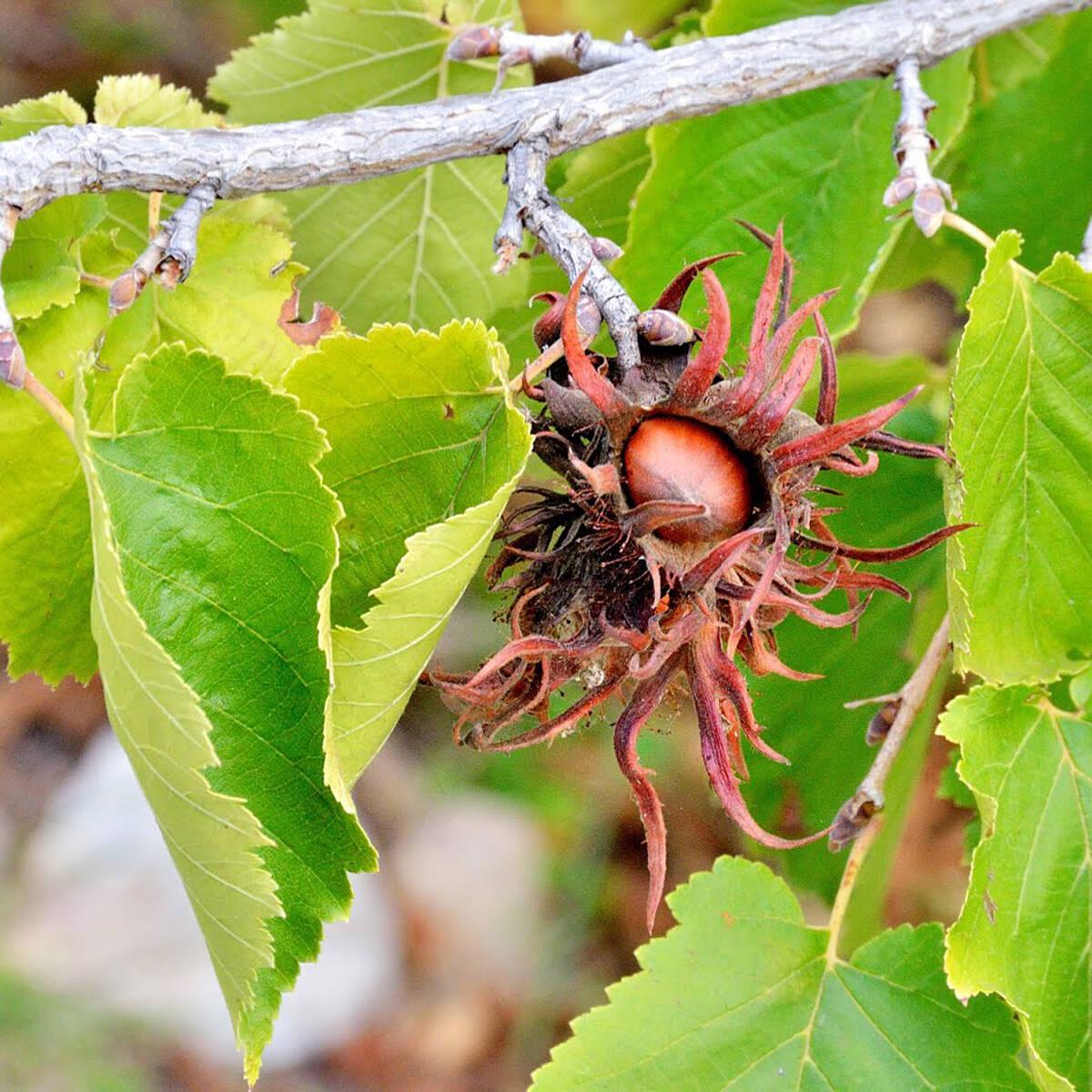 Ліщина турецька, ведмежа (Corylus colurna)