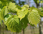 Ліщина турецька, ведмежа (Corylus colurna), фото 4