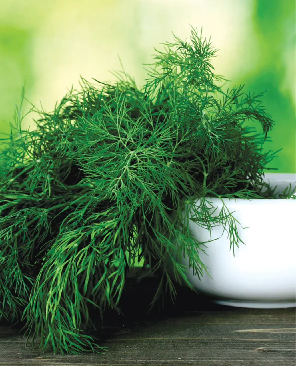 Libra Seeds кріп Ерлі Тетра (середньопізній) 0,5 кг