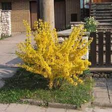 Форзиція гібридна Малух / Forsythia intermedia Maluch, фото 1