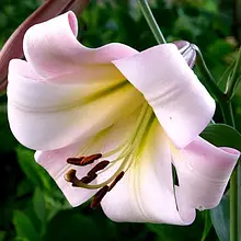 Лілія OT гібрид Eastern Moon 1 цибулина 12/14