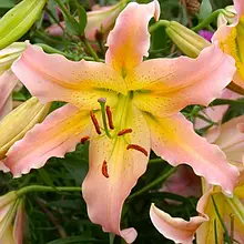 Лілія OT гібрид Elusive 1 цибулина 12/14