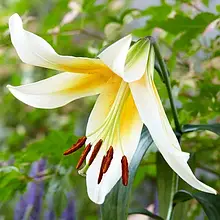 Лілія OT гібрид Mister Pistache 1 цибулина 12/14