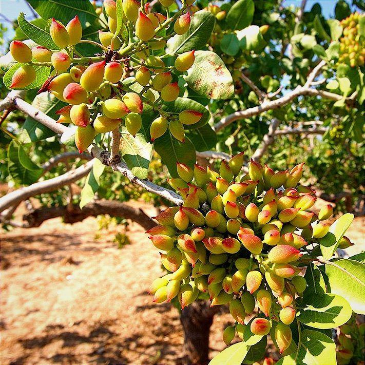 Фісташка Альбіна (2-х річна), фото 1