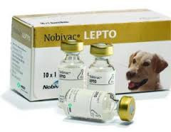 Вакцина Нобивак Nobi-Vac L (Lepto) Intervet - фото 1 - id-p459504235