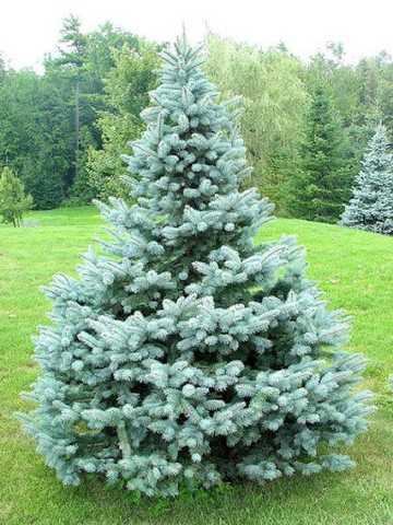 Ялина колюча, Picea pungens var.'Blue Diamond'  150см, фото 1