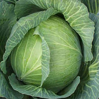 Капуста Амтрак