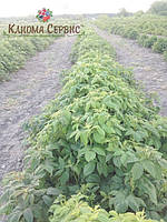 Саженцы малины сорт Полана