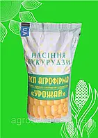Насіння кукурудзи СОЛОНЯНСЬКИЙ 298 СВ (ФАО 310)