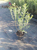 Саженцы голубики в контейнере 2016-2107 год