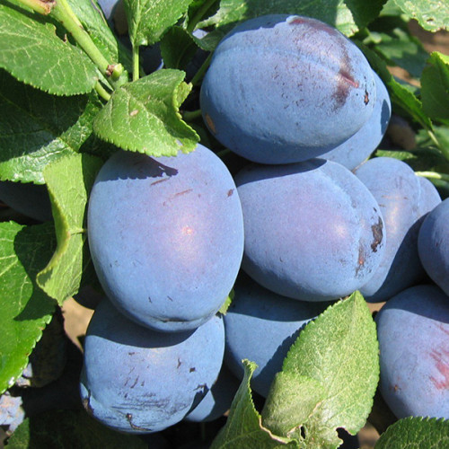 Саджанці сливи "Чачакська Найболія" (пізньоспілий сорт)