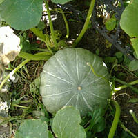 Гарбуз "Славута"