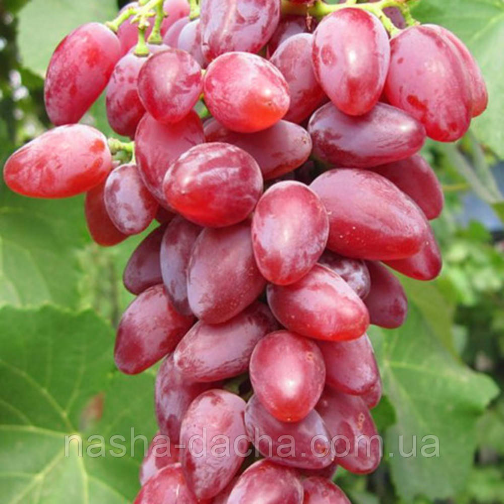Виноград столовий Ямайка