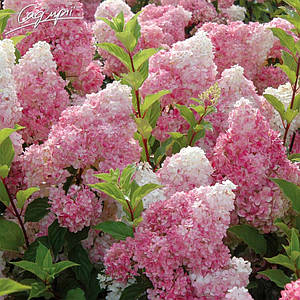 Гортензія волотиста 'Vanille Fraise' ®. Контейнер 0,5л