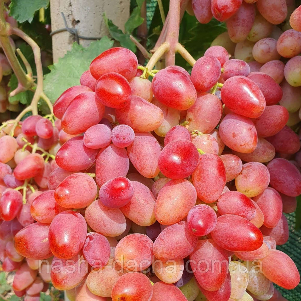 Виноград столовий Квазар