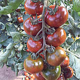 Сашер F1 (100 нас.) насіння томату Yuksel seeds, фото 4