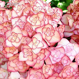 Гортензія крупнолиста  'Miss Saori'®. Контейнер 0,5 л