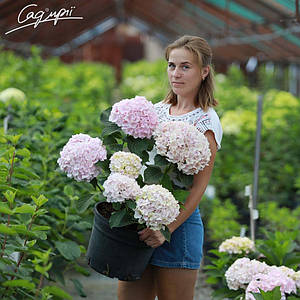 Гортензія крупнолистная 'Hovaria ® Hopaline', Контейнер 0,5 л