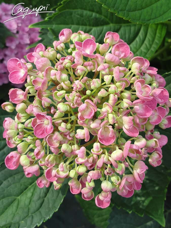 Hydrangea4936 0901 Painting by numbers - Multicolored hydrangeas