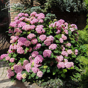 Гортензія крупнолиста 'Bouquet Rose'. Контейнер 0,5л