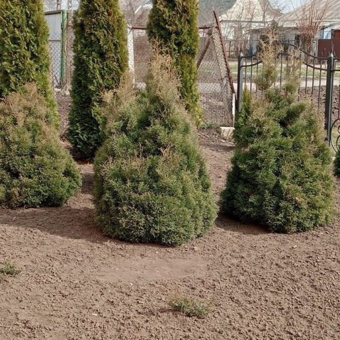 Туя західна Ерікоїдес, Thuja occidentalis 'Ericoides' 120см