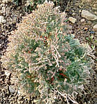 Туя західна Ерікоїдес, Thuja occidentalis 'Ericoides' 120см, фото 3