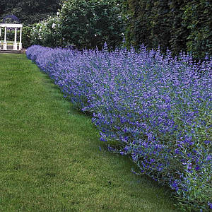 Каріоптеріс кландонський 'Kew Blue'. Контейнер 0,5 л