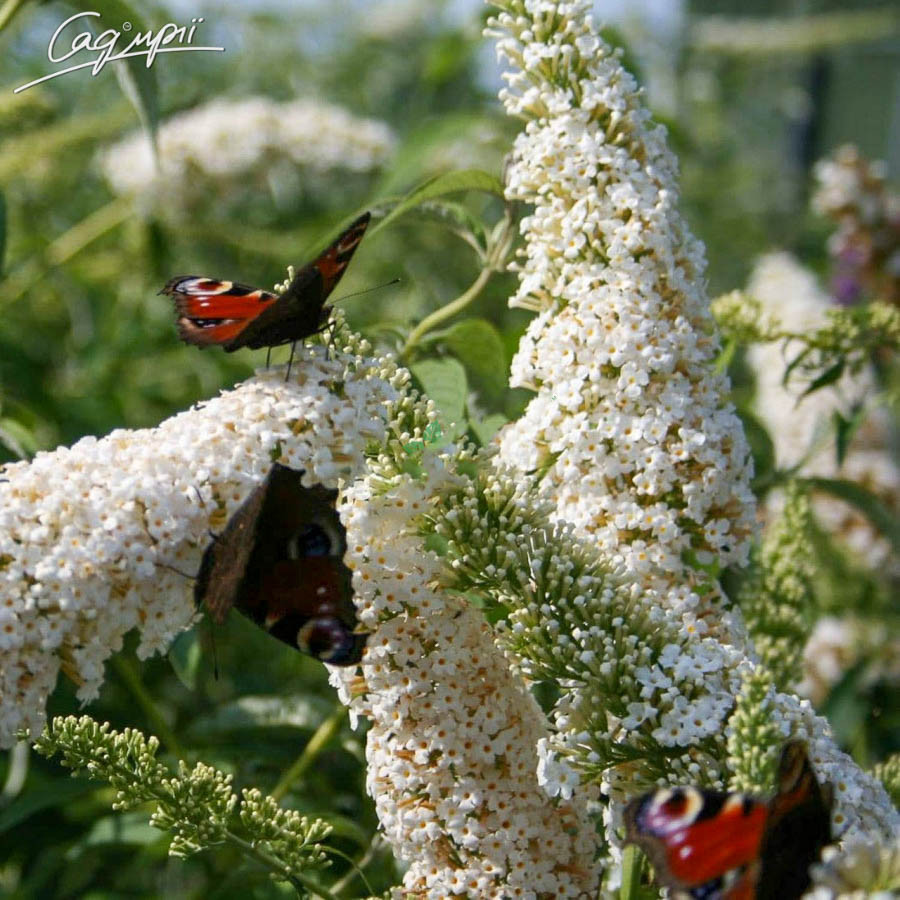 Будлея Давида 'White Profusion'. Контейнер 0,5 л, фото 1