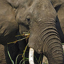 Плакат "Слон у річці їсть очерет", 40×60см, фото 2