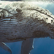 Плакат "Синій кіт у воді, big whale", 43×60см, фото 2
