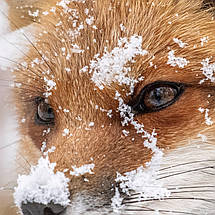 Плакат "Лисиця у снігу", 60×40см, фото 2