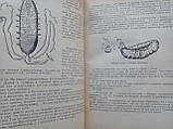 Плавільників Н.Н. Гомункулус. (б/у)., фото 5