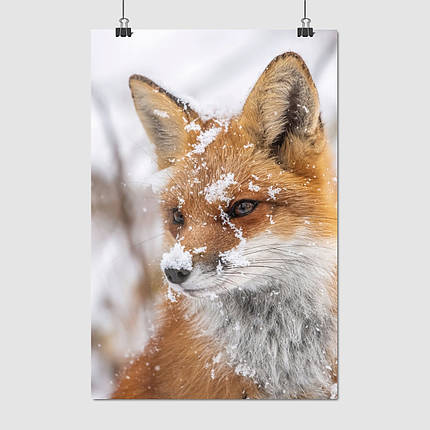 Плакат "Лисиця у снігу", 60×40см, фото 1
