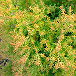Туя західна Рейнголд, "Thuja occidentalis Rheingold" 50, фото 4