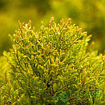 Туя західна Рейнголд, "Thuja occidentalis Rheingold" 50, фото 5