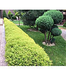 Туя західна Рейнголд, "Thuja occidentalis Rheingold" 50, фото 6