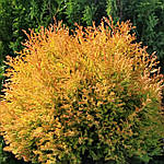 Туя західна Рейнголд, "Thuja occidentalis Rheingold" 50, фото 8