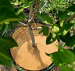 Придульний круг "EuroCocos" 80 см