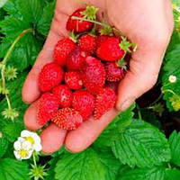 Суниця ремонантная Регіна