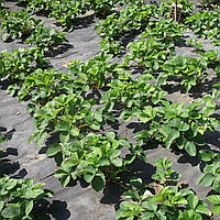 Агроволокно черное 40 г/м² 3,2 х100м для мульчи, спанбонд в рулонах, укрывной материал от сорняков "АгроКремен