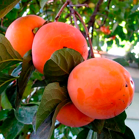 Саджанці хурми