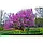 Саджанці церцису (Cercis canadensis) 'Eastern Redbud', фото 3