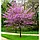 Саджанці церцису (Cercis canadensis) 'Eastern Redbud', фото 4