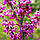 Саджанці церцису (Cercis canadensis) 'Eastern Redbud', фото 5