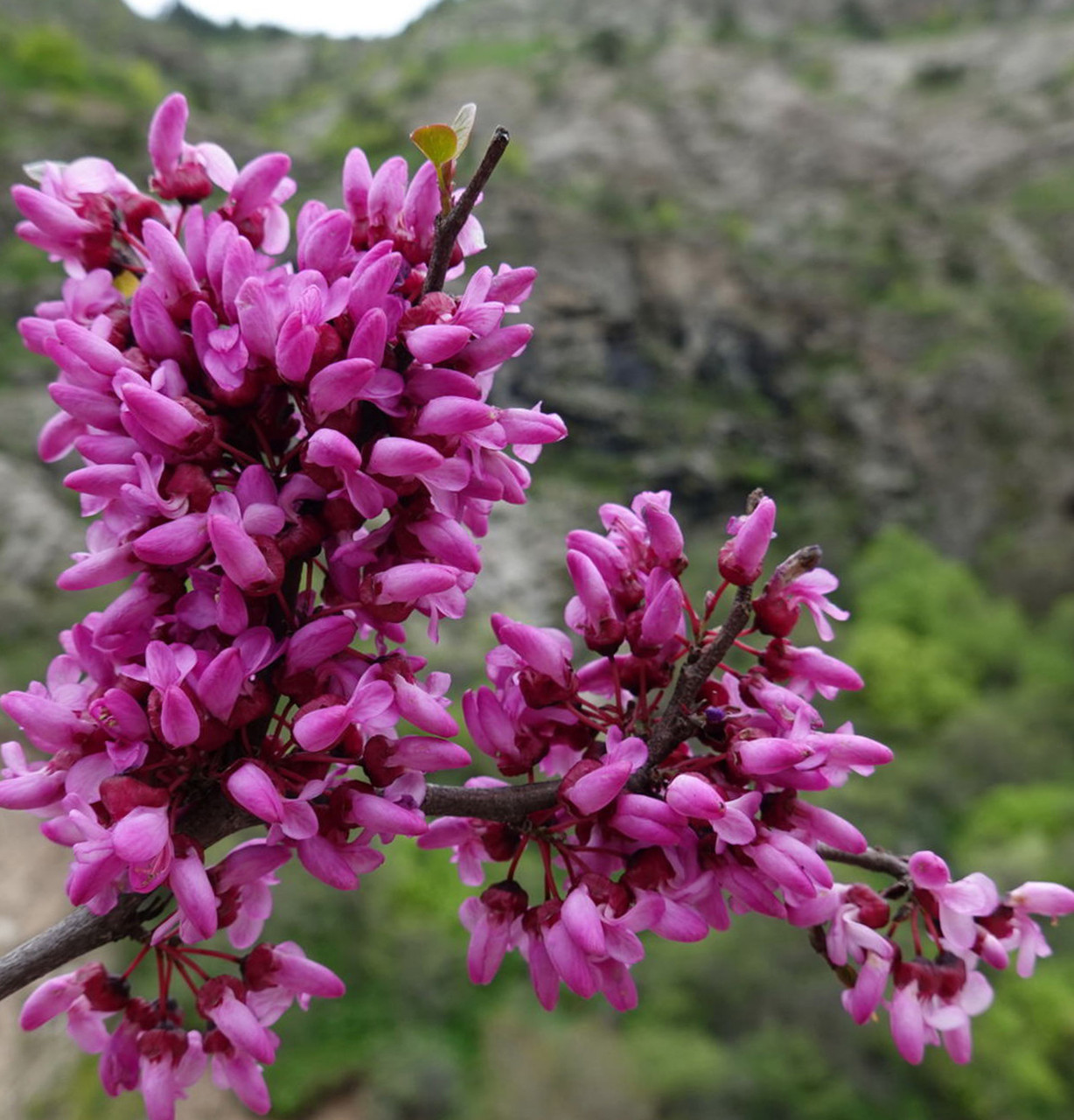 Саджанці церцису (Cercis canadensis) 'Eastern Redbud', фото 1